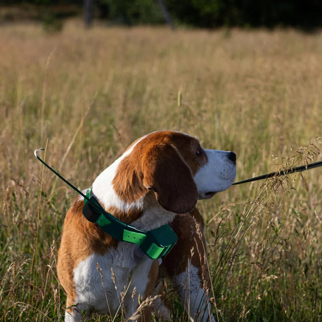 Antena de collar compatible con Garmin DC50, T5, TT10, TT15, TB10 Dog Device, Reemplazo VHF Antenna (3)